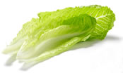 Calendario de verduras de temporada: Lechuga